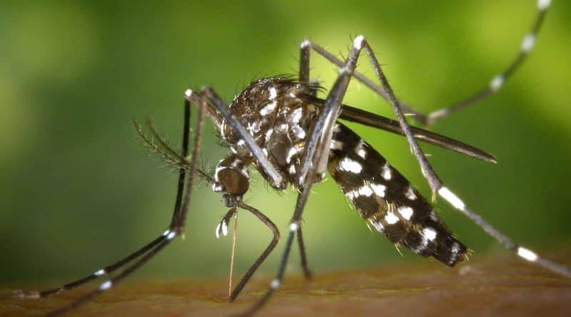 mosquito » Gnews Bahia
