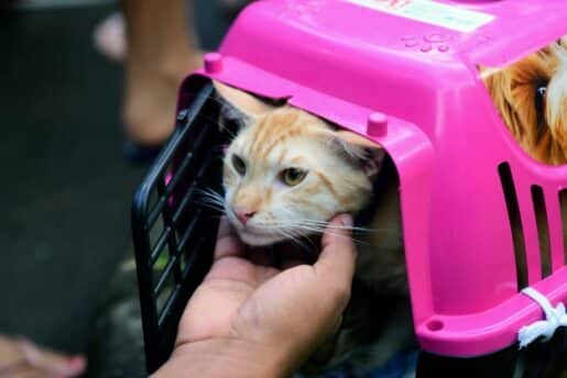 24 07 2023 Castramovel no Jardim Botanico Foto Jefferson Peixoto Secom Pms 9 1024x683 1 e1690245094372 » Gnews Bahia