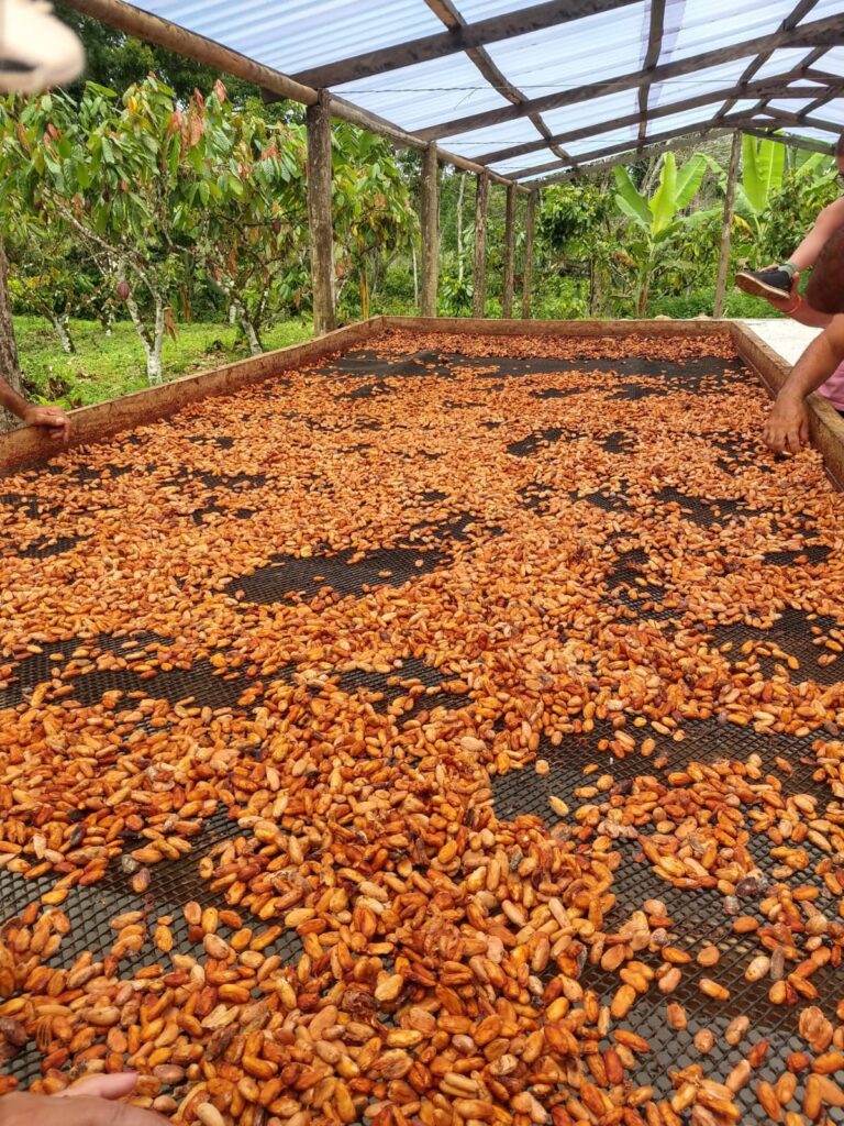 cacau secando » Gnews Bahia
