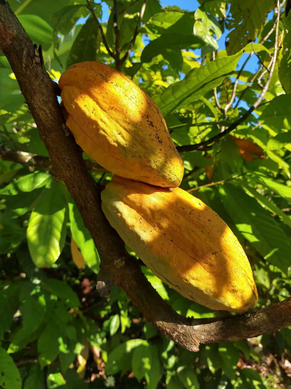 cacau &raquo; Gnews Bahia