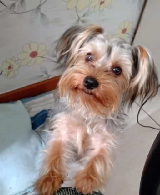 fox e1690594320359 » Gnews Bahia