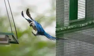 Filhotes de ararinhas azuis nascem no sertao da Ba0030795502202310301841 6 » Gnews Bahia