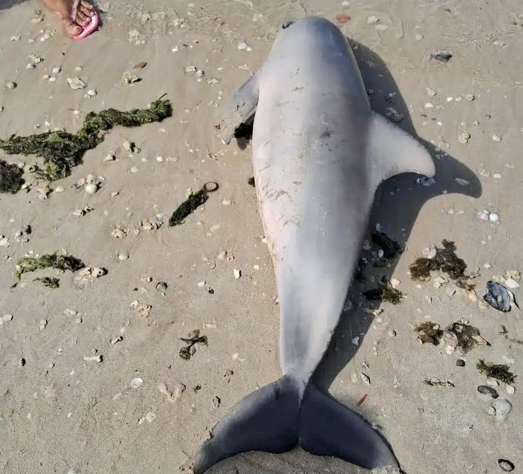 Golfinho e encontrado morto em praia do Suburbio d0125597700202401191849 ScaleDownProportional » Gnews Bahia