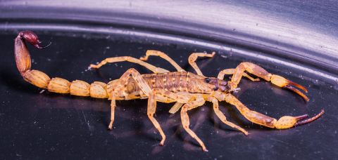 Foto Divulgacao escorpiao » Gnews Bahia
