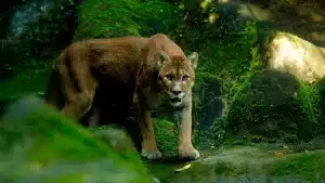 Zoologico de Salvador e reaberto com novas atracoe0132952600202506012309 ScaleDownProportional 1 » Gnews Bahia