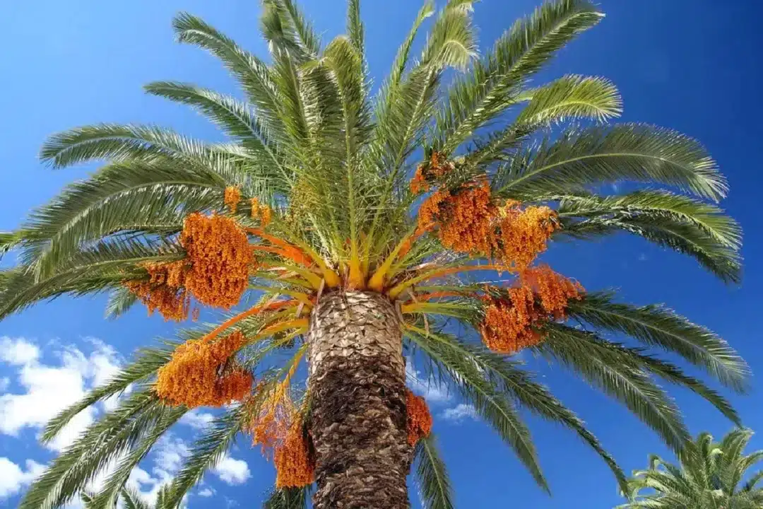 Foto Reproducao Valle das Tameiras » Gnews Bahia