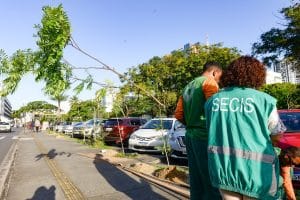 ARBORIZACAO MEIO » Gnews Bahia