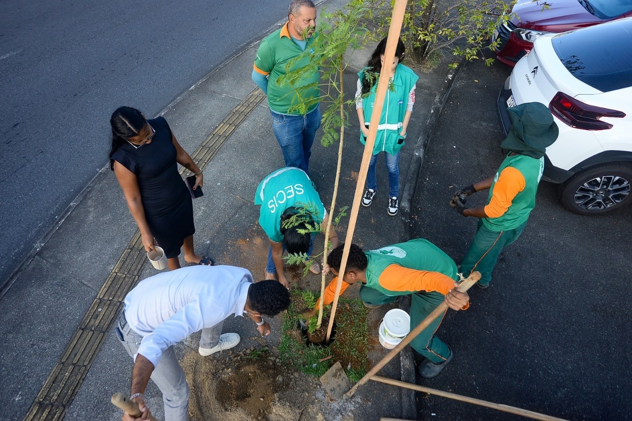 ARBORIZACAO » Gnews Bahia