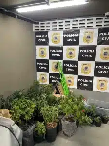 MACONHA EM ESTUFA » Gnews Bahia