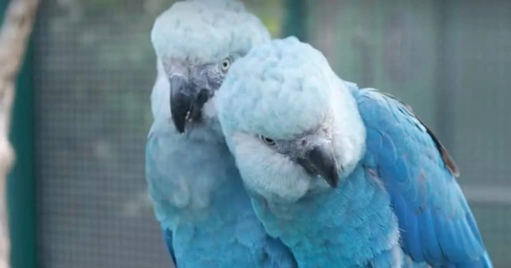 Foto Camile Lugarini Ararinha Azul &raquo; Gnews Bahia