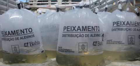 PEIXE CATIVEIRO » Gnews Bahia