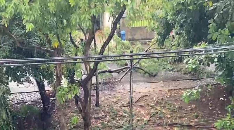 Arvore caida » Gnews Bahia