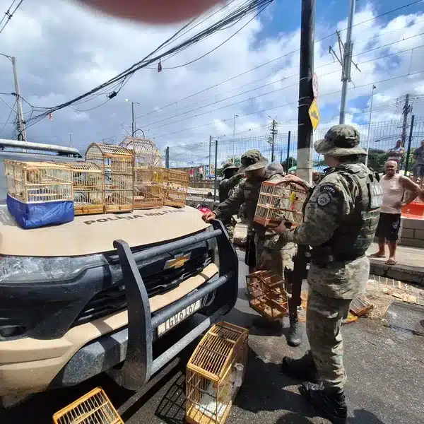 PM resgata mais de 20 aves silvestres e prende suspeito na Feira do Rolo &raquo; Gnews Bahia