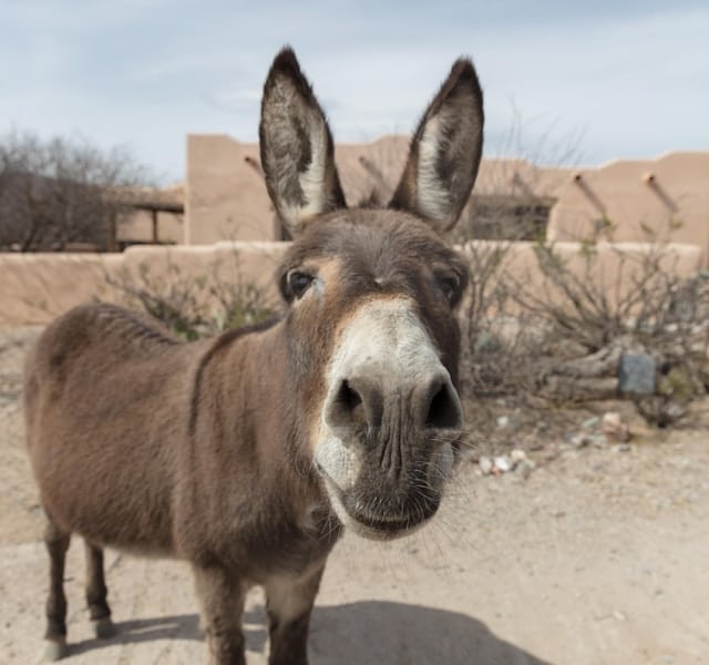Justiça proíbe abate de jumentos na Bahia por maus-tratos e risco de extinção (Unsplash)