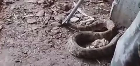 COBRA JARARACA » Gnews Bahia