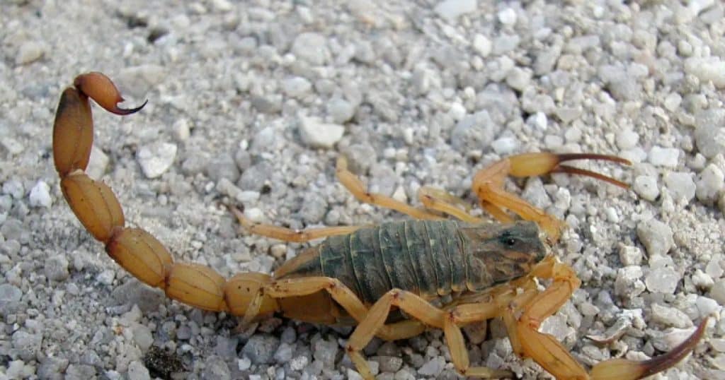 ESCORPIAO &raquo; Gnews Bahia