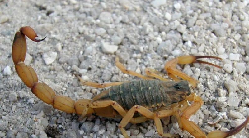 ESCORPIAO » Gnews Bahia